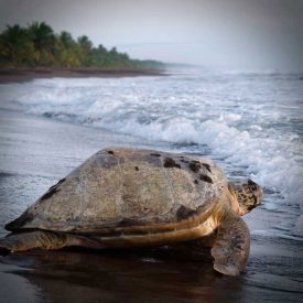 Sea turtles